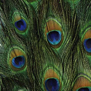 Peacock Animal Print PlayStation Classic Bundle Skin